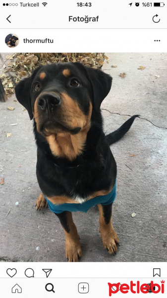 Rottweiler, Köpek  Thor fotoğrafı
