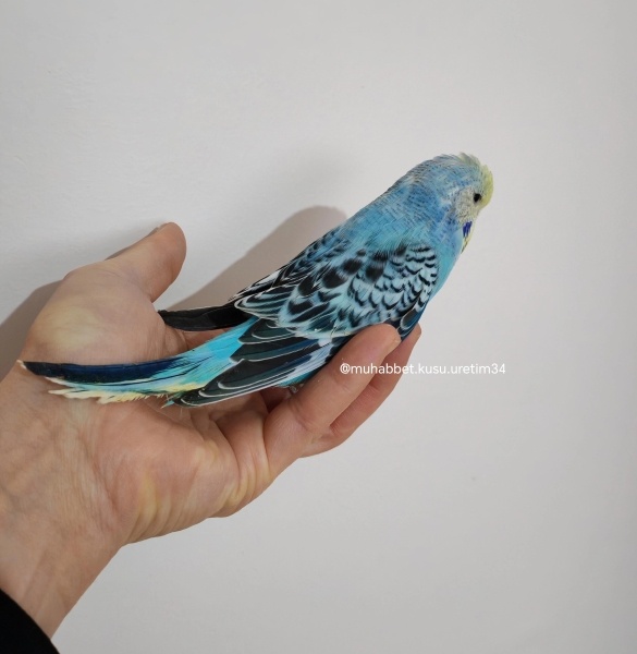  Kuş  konuşma eğitimi verilecek muhabbet kuşu fotoğrafı