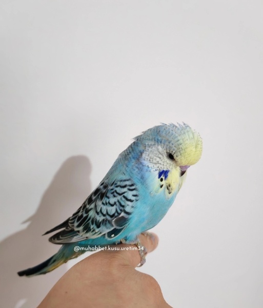  Kuş  konuşma eğitimi verilecek muhabbet kuşu fotoğrafı