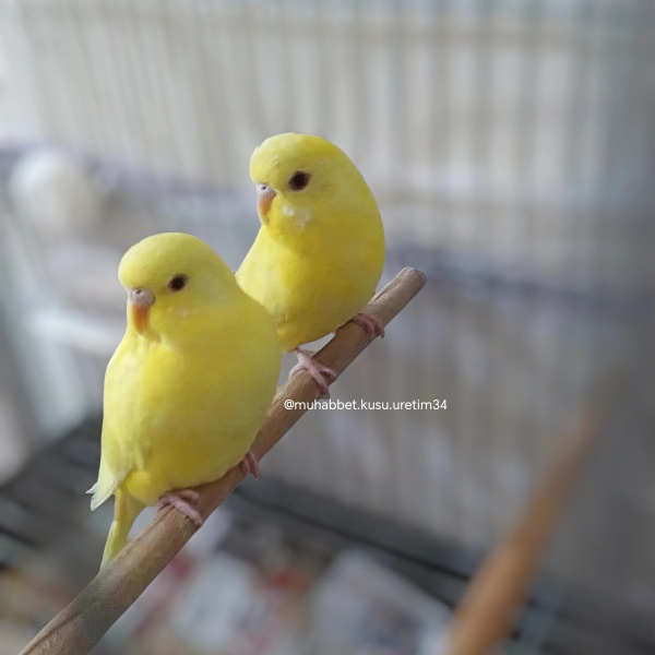  Kuş  konuşma eğitimi verilecek muhabbet kuşu fotoğrafı