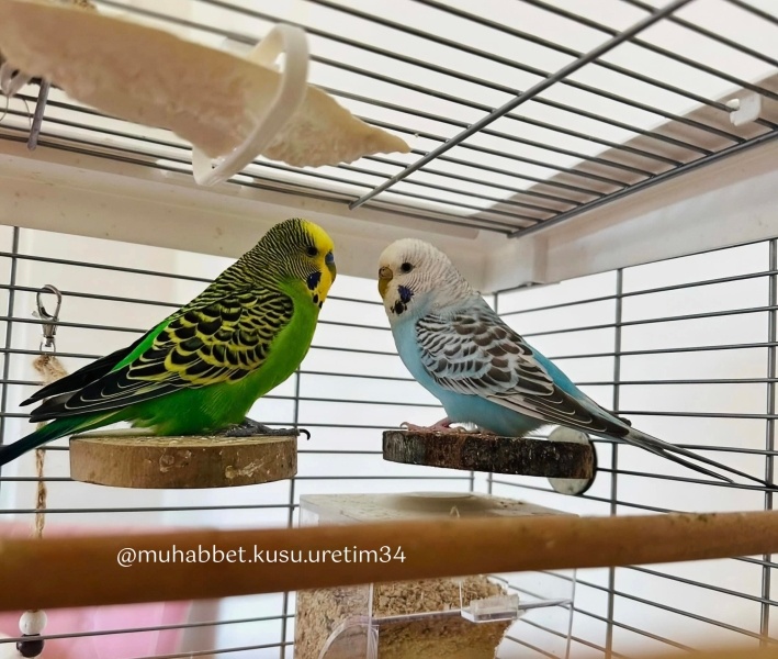  Kuş  konuşma eğitimi verilecek muhabbet kuşu fotoğrafı