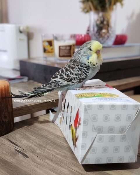 Muhabbet Kuşu, Kuş  ele gelen yavru muhabbet kuşu fotoğrafı