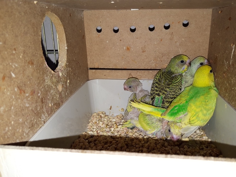 Muhabbet Kuşu, Kuş  ele gelen yavru muhabbet kuşu fotoğrafı