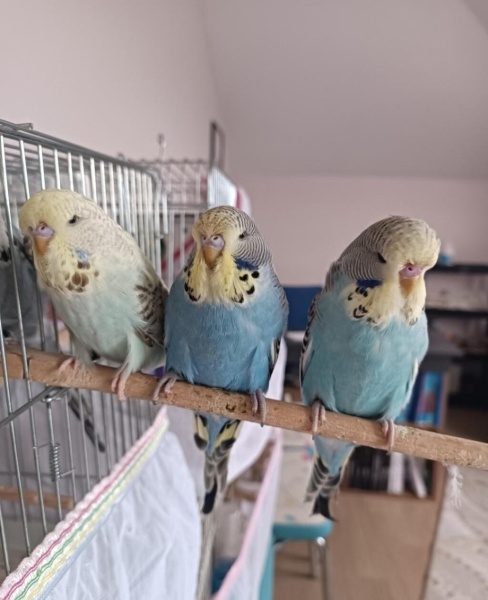 Muhabbet Kuşu, Kuş  ele gelen yavru muhabbet kuşu fotoğrafı