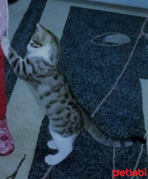 Tekir Kedi, Kedi  çakıl fotoğrafı