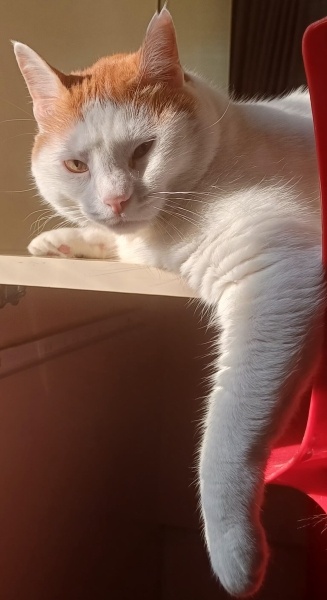 Sarman, Kedi  Maggie fotoğrafı