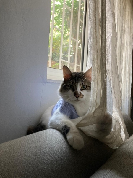 Tekir Kedi, Kedi  Mercan fotoğrafı