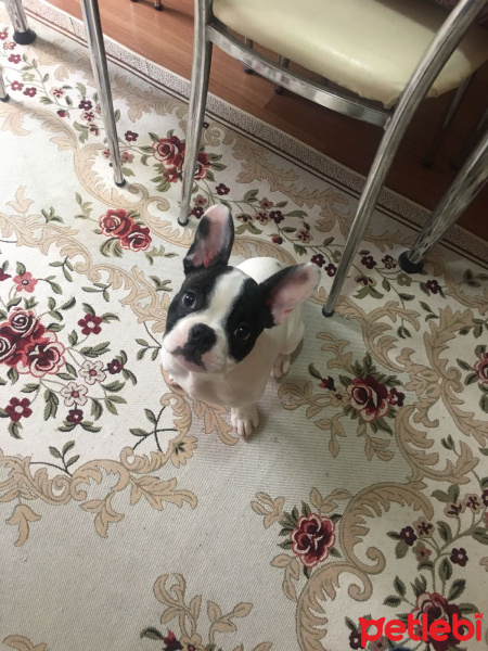 Fransız Bulldog, Köpek  Pablo fotoğrafı