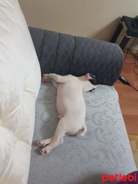 Fransız Bulldog, Köpek  Pablo fotoğrafı