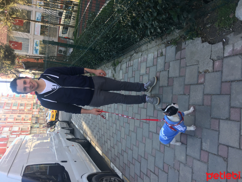 Fransız Bulldog, Köpek  Pablo fotoğrafı