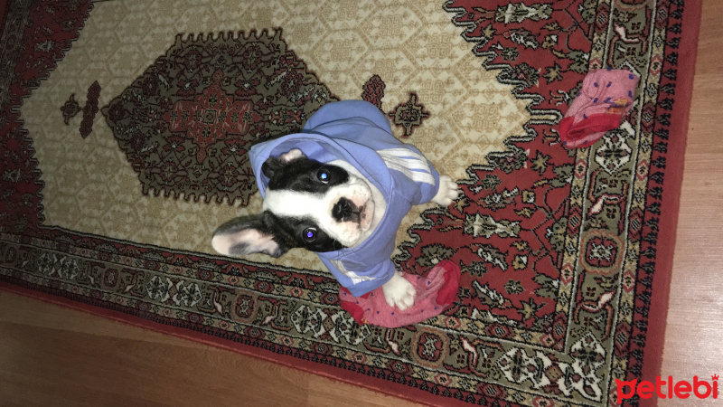 Fransız Bulldog, Köpek  Pablo fotoğrafı