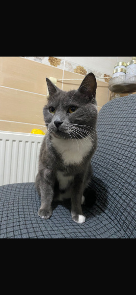 Tekir Kedi, Kedi  Ponçik fotoğrafı