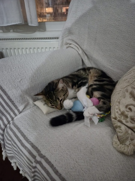 Tekir Kedi, Kedi  Furina fotoğrafı