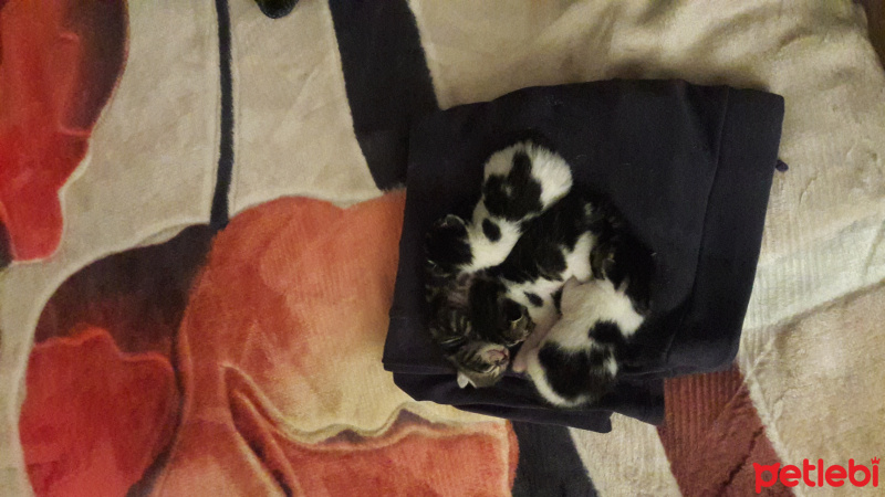 Tekir Kedi, Kedi  yok fotoğrafı