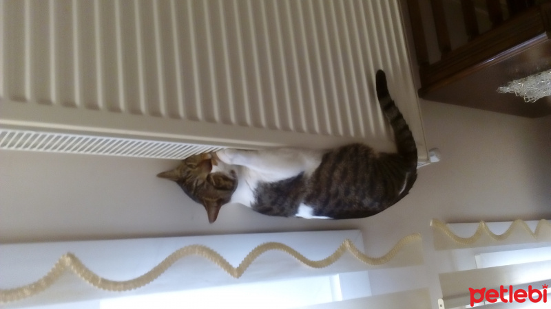 Tekir Kedi, Kedi  robin fotoğrafı