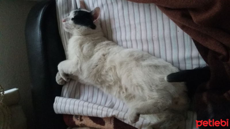 Tekir Kedi, Kedi  Bayram fotoğrafı