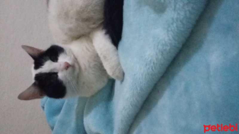 Tekir Kedi, Kedi  Bayram fotoğrafı