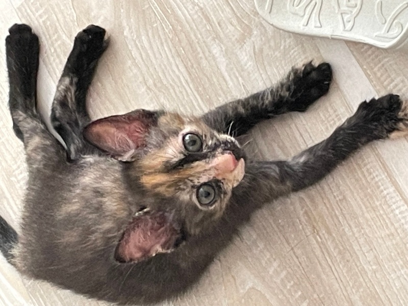 Tekir Kedi, Kedi  Karamel fotoğrafı