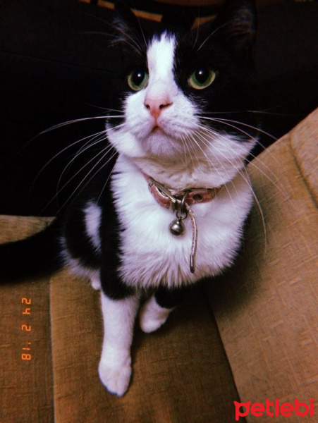 Tekir Kedi, Kedi  mila fotoğrafı