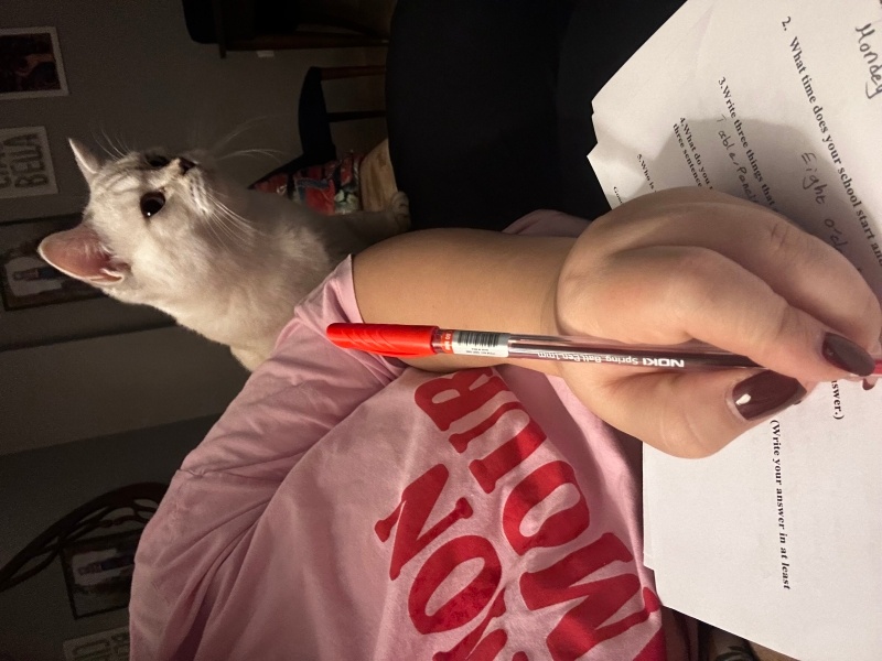 British Shorthair, Kedi  Sütlaç fotoğrafı