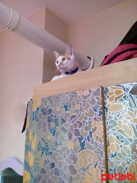 Tekir Kedi, Kedi  Yumak fotoğrafı