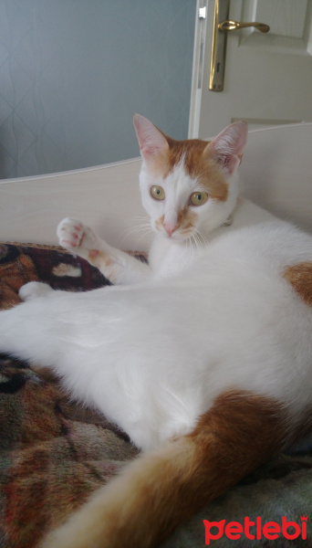 Tekir Kedi, Kedi  Yumak fotoğrafı