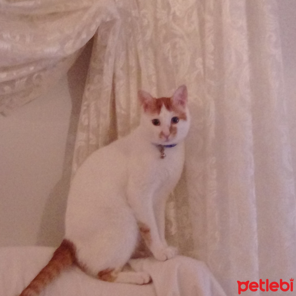 Tekir Kedi, Kedi  Yumak fotoğrafı