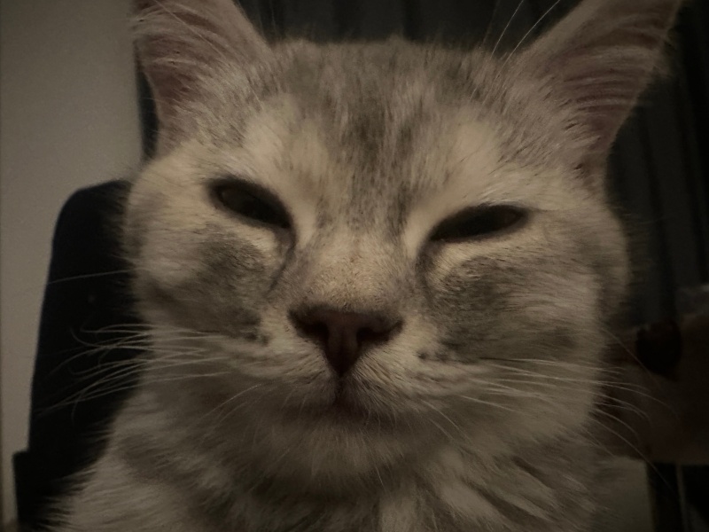 British Shorthair, Kedi  leydi fotoğrafı