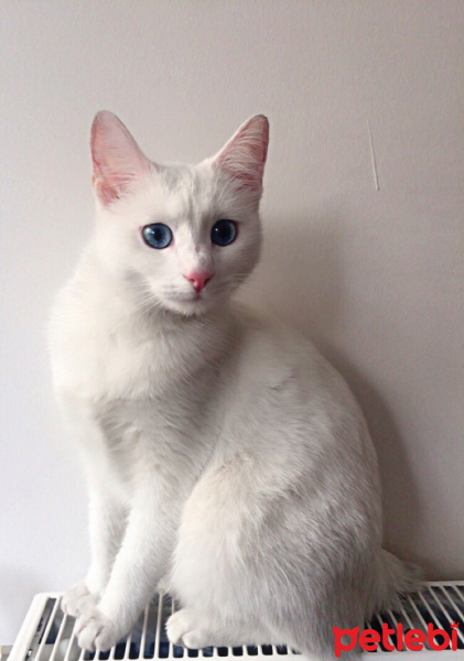 Ankara Kedisi, Kedi  Mişa fotoğrafı