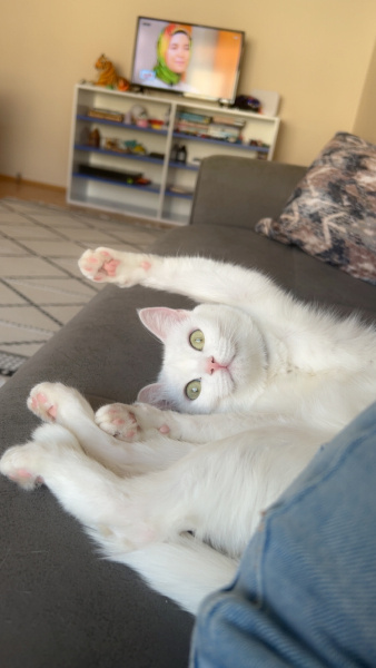 Van Kedisi, Kedi  Arya fotoğrafı