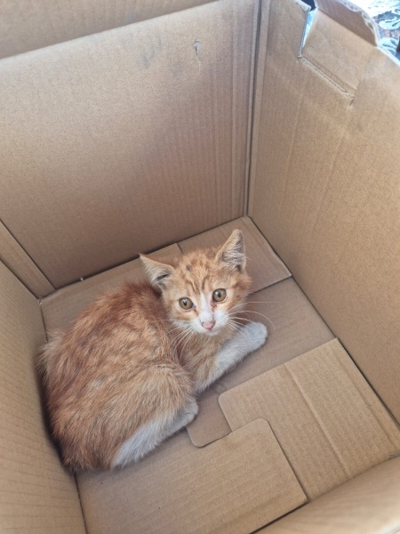 Sarman, Kedi  Kıtır fotoğrafı