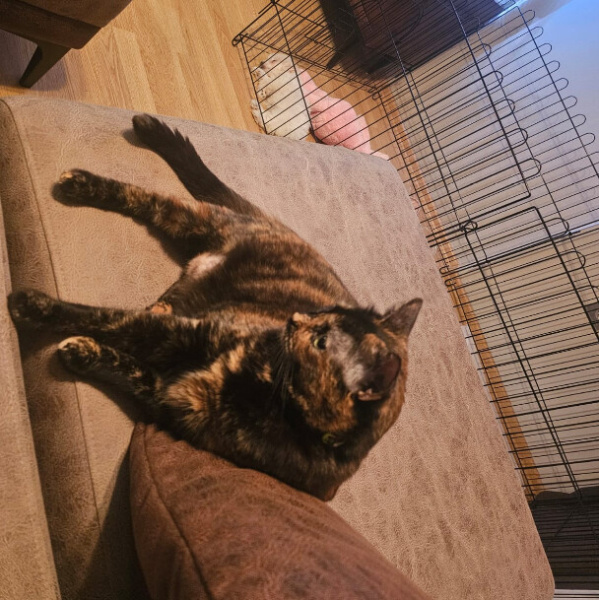 Tekir Kedi, Kedi  Puding fotoğrafı