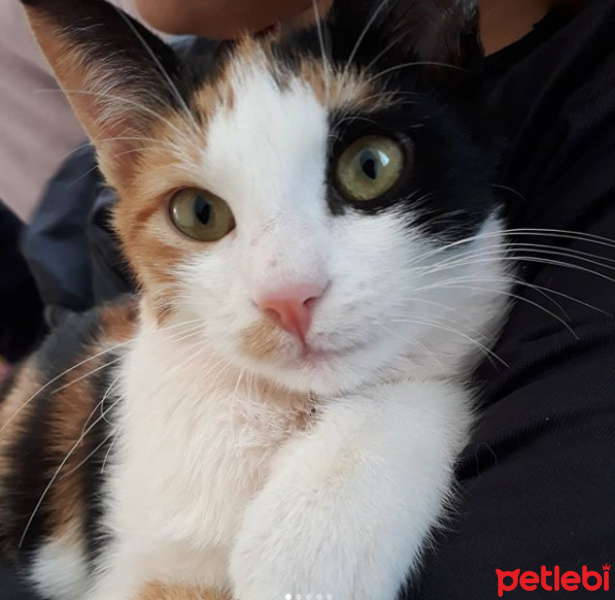Tekir Kedi, Kedi  Şeker fotoğrafı