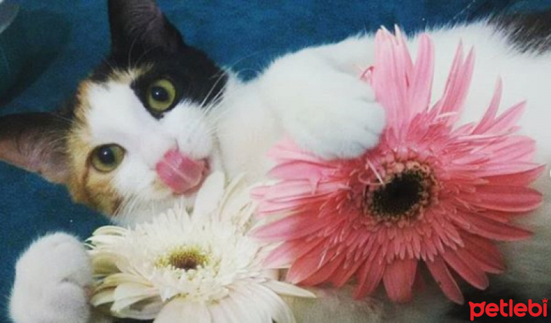 Tekir Kedi, Kedi  Şeker fotoğrafı