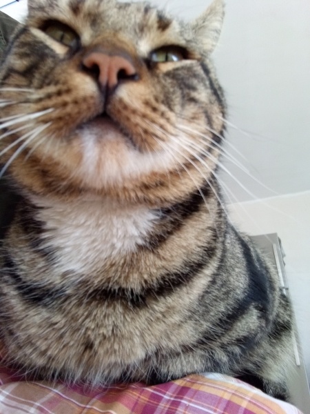 Tekir Kedi, Kedi  dıgı dıgı fotoğrafı