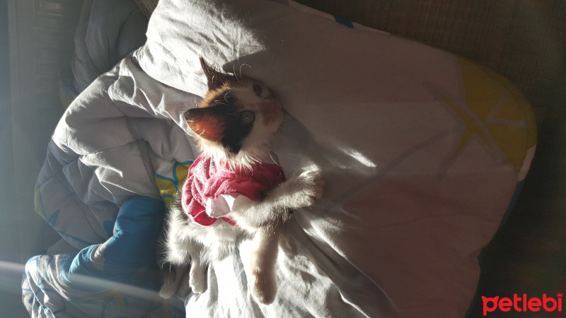 American Wirehair, Kedi  Mia fotoğrafı
