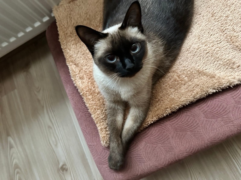 Siyam Kedisi, Kedi  Sütlaç fotoğrafı