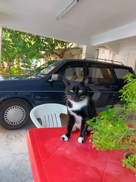 Tekir Kedi, Kedi  Bay Bıyık fotoğrafı