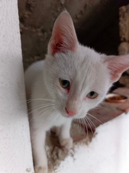 Tekir Kedi, Kedi  İsimsiz fotoğrafı