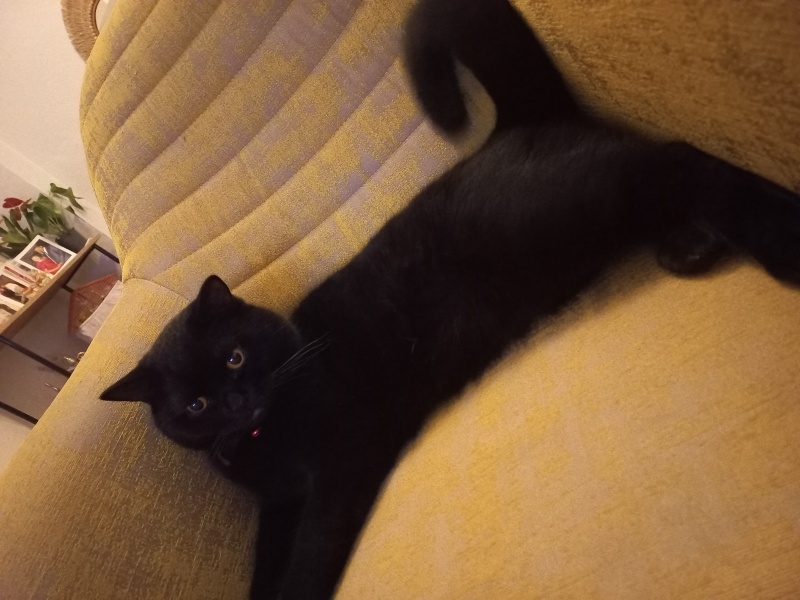 British Shorthair, Kedi  Gofret fotoğrafı