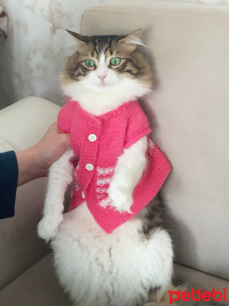 Maine Coon, Kedi  Fıstık fotoğrafı