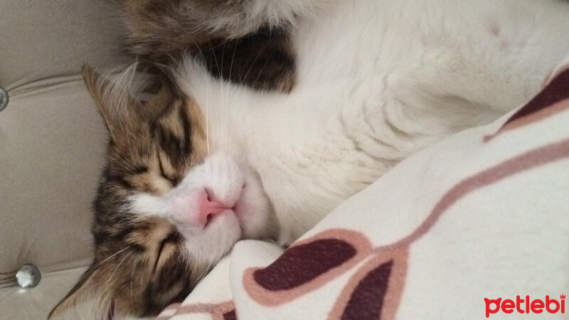 Maine Coon, Kedi  Fıstık fotoğrafı