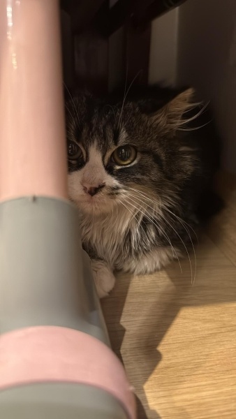 Ankara Kedisi, Kedi  Furby fotoğrafı