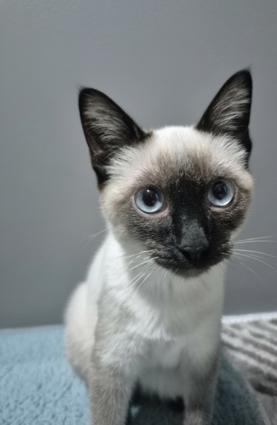 Siyam Kedisi, Kedi  Çamur fotoğrafı