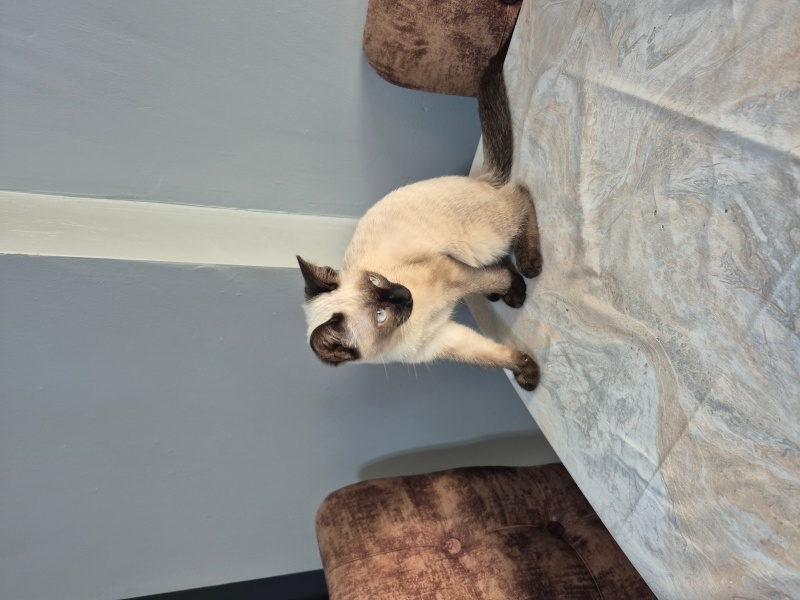 Siyam Kedisi, Kedi  Çamur fotoğrafı