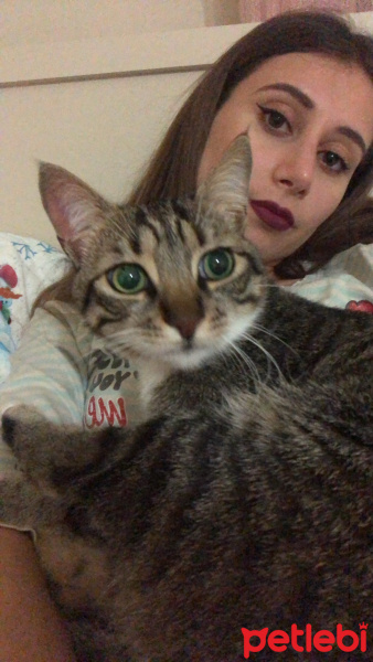 Tekir Kedi, Kedi  Kivi fotoğrafı