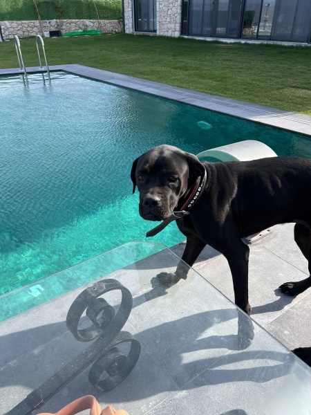 Cane Corso Italiano, Köpek  Şila fotoğrafı