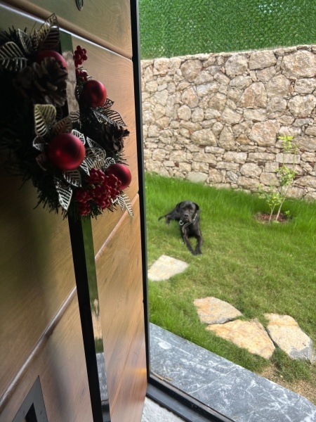 Cane Corso Italiano, Köpek  Şila fotoğrafı