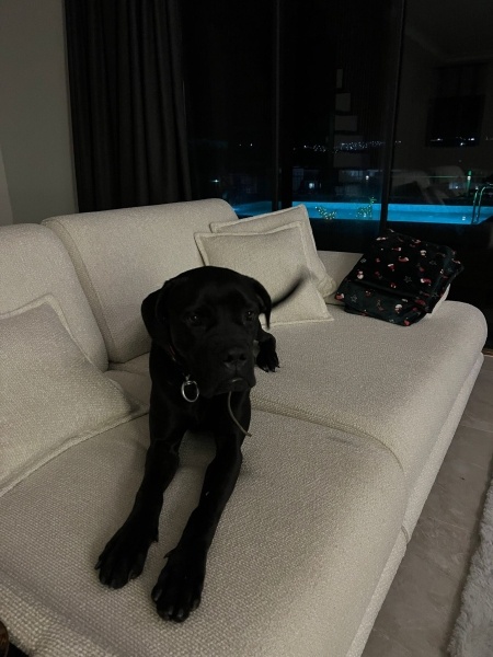 Cane Corso Italiano, Köpek  Şila fotoğrafı