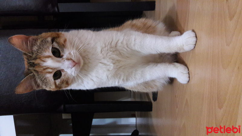 Tekir Kedi, Kedi  Sütlaç fotoğrafı